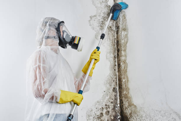 Best Emergency Mold Removal  in North Augusta, SC