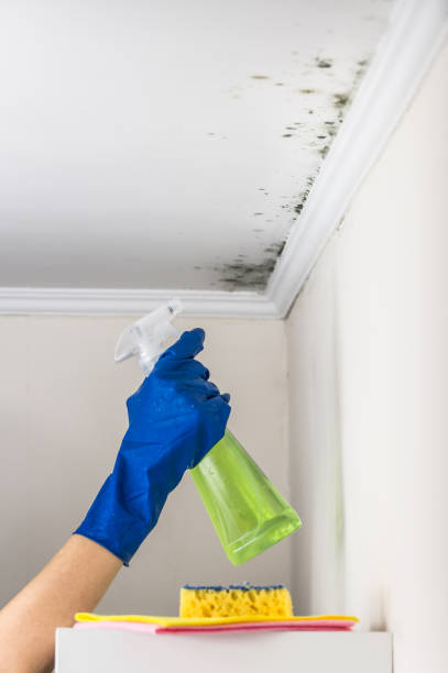 Best Commercial Mold Removal  in North Augusta, SC