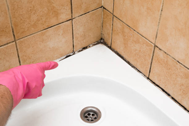 Attic Mold Removal in North Augusta, SC